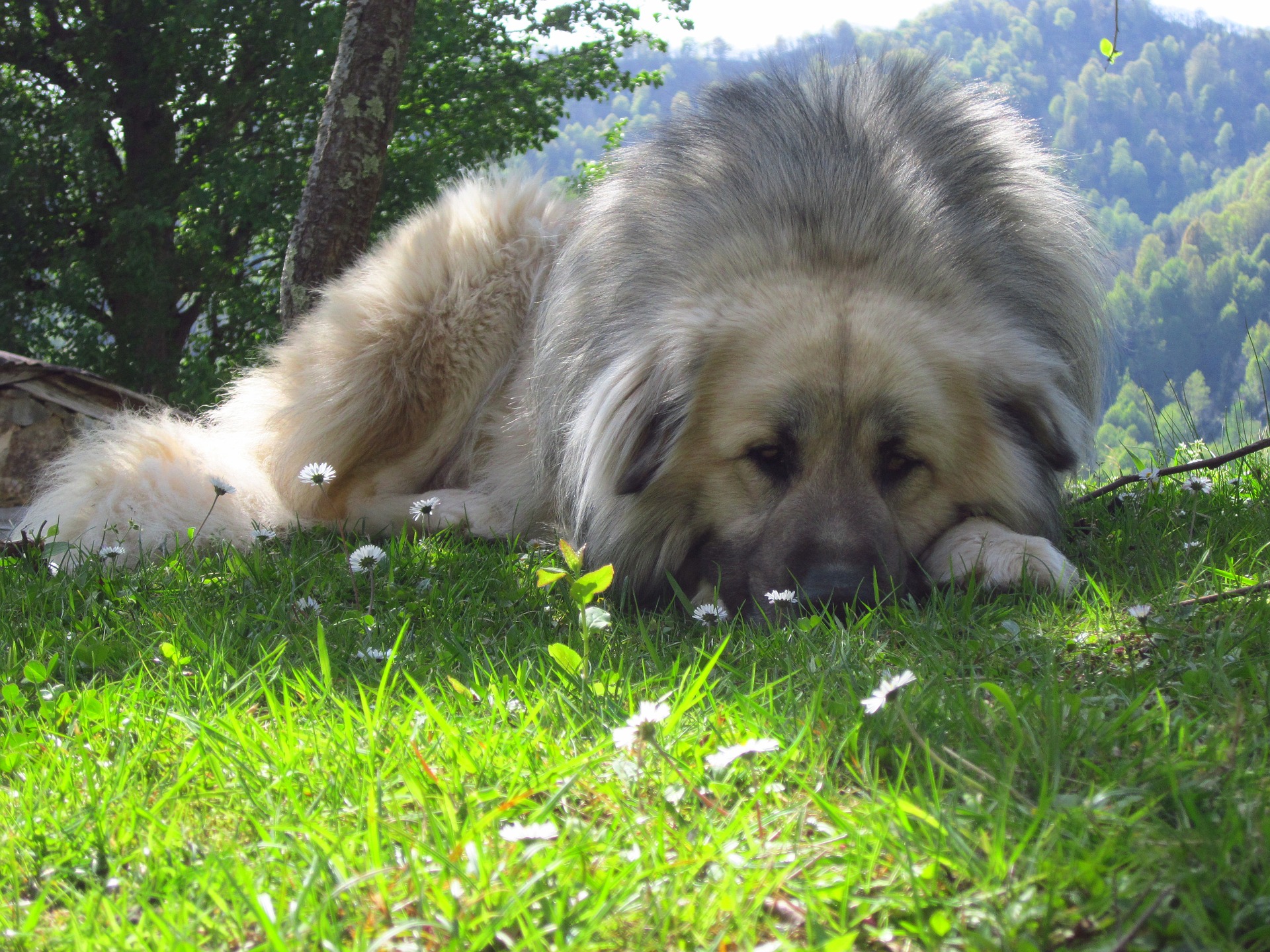 Kavkazan je velmi vytrvalý pes odolný vůči nízkým teplotám. Miluje horské oblasti. 